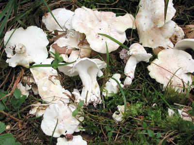 centre de rencontre lucelle